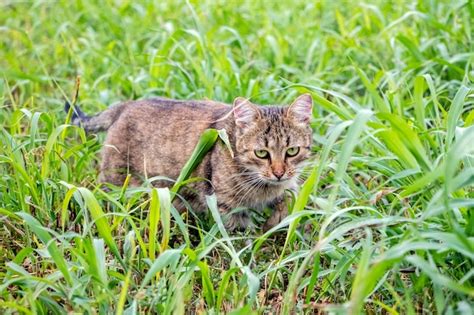 Un gato atigrado marrón camina en el jardín sobre la hierba cortada el