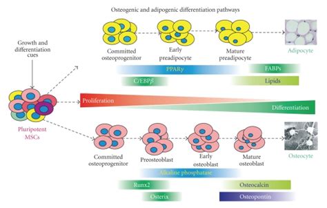 Osteogenic And Adipogenic Differentiation Pathways In Mesenchymal Stem