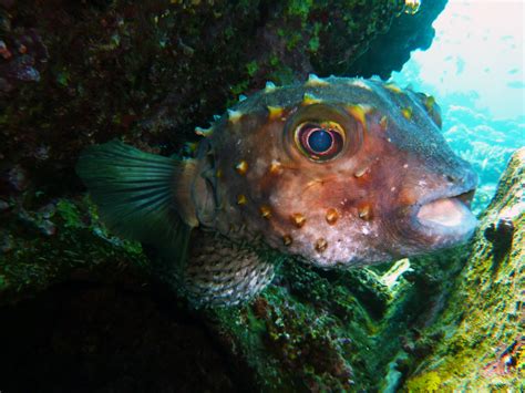 無料画像 ダイビング 野生動物 緑 動物相 リーフ 潜水 エジプト 水中世界 マクロ撮影 紅海 海洋生物学 サンゴ礁