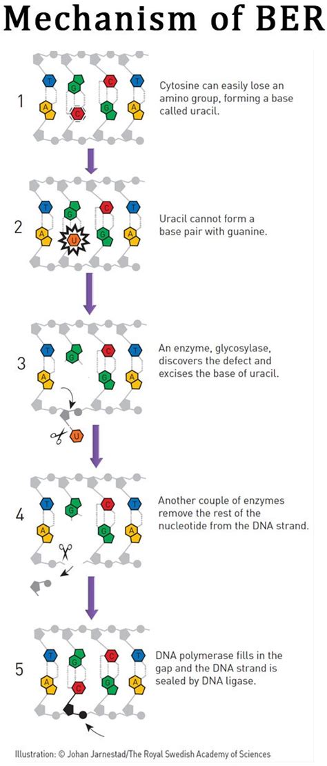 What Is Base Excision Repair Pathway Easybiologyclass