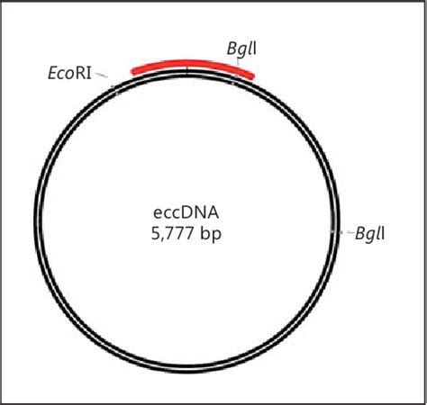 Figure 1 From Identification Of Extrachromosomal Circular DNA In Hop