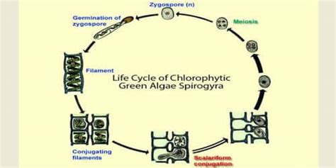 Alternation of Generation with labelled diagram Life Cycle of Spirogyra - QS Study