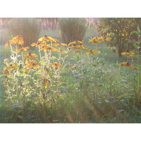 how to get rid of allergy cough