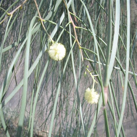 Acacia Stenophylla Australian Willow Sold Out Mid Valley Trees