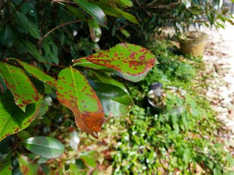 Five Common Tree Diseases In North Texas Tree Shepherds