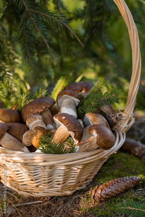 A Noble Royal Mushroom Dark White Or Bronze Boletus Boletus