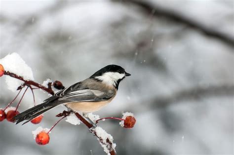 The Most Common Backyard Birds Youll See During The Winter