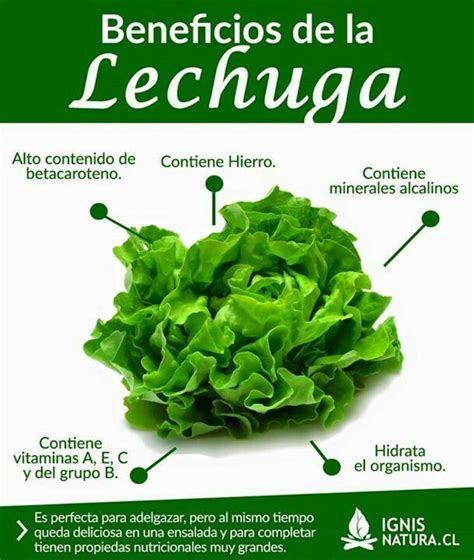 Beneficios De La Lechuga Beneficios De La Lechuga Beneficios De