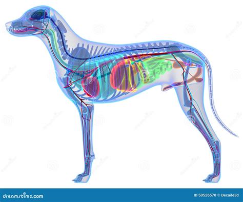 Anatomie De Chien Anatomie Interne D Un Chien Masculin Illustration