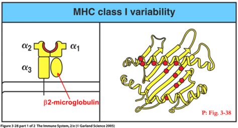 Mhc And Antigen Presentation Flashcards Quizlet