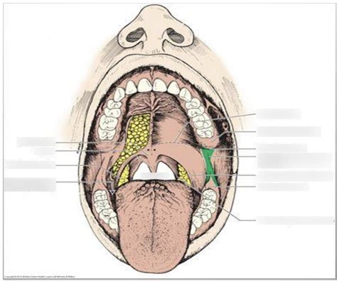 Tonsilsoropharynx Diagram Quizlet