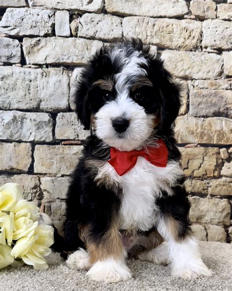 Mr Jude The Mini Bernedoodle The Bernedoodles