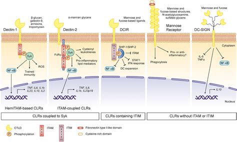 Main CLR-induced signaling pathways. The recognition of fungal ...