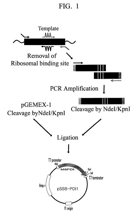 Method For Preparing Soluble And Active Recombinant Proteins Usins Pdi