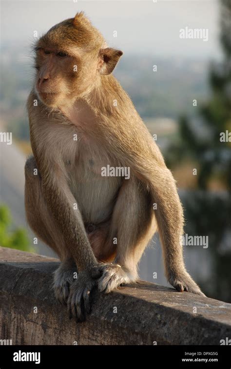 Macaques Thai Monkey Around The Temple Stock Photo Alamy