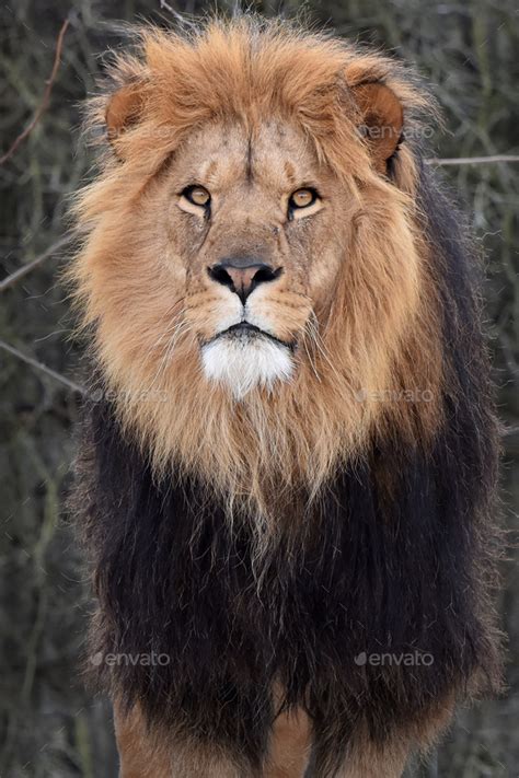 Lion (Panthera leo) Stock Photo by DennisJacobsen | PhotoDune