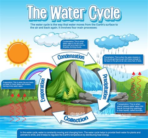 Free Vector The Water Cycle Diagram For Science Education