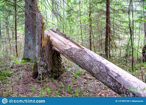 Velho Seque Troncos De Rvore E Stomps Na Floresta Verde Da Mola Imagem