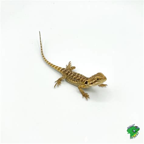 Bearded Dragon Baby To Big Baby Strictly Reptiles