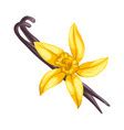 Realistic Vanilla Flower Dry Bean Sticks Vector Image