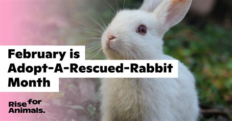 February Is Adopt A Rescued Rabbit Month Rise For Animals