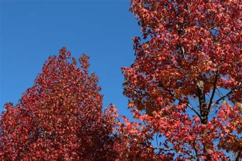 Bildet tre natur gren fugl anlegg himmel blad blomst høst