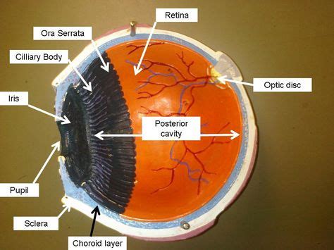 Las Mejores 22 Ideas De Ojo Humano Maqueta Ojo Humano Ojo Humano