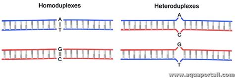 Homoduplex et hétéroduplex définition illustrée et explications