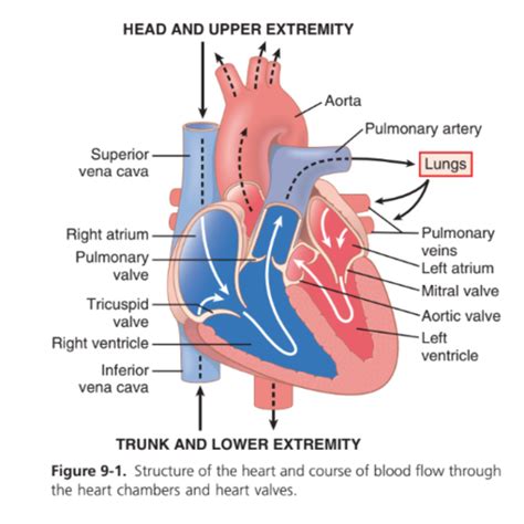 Phys 9 Cardiac Muscle The Heart As A Pump And Function Of The Heart