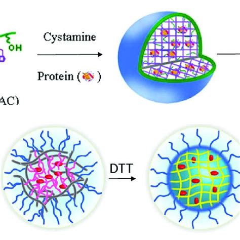 PDF Responsive Crosslinked Polymer Nanogels For Imaging And