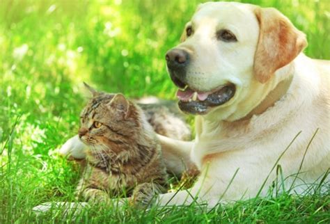 Foxtail Dangers Are High What You Need To Know Animal Care Clinic