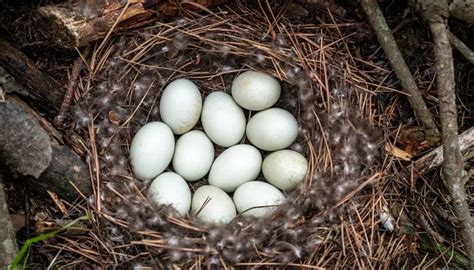 White Bird Egg Identification