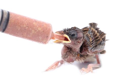 Baby Bird Sparrow Eating Food in Syringe.Sparrows Eat for Dividing the Syringe. Stock Image ...