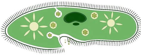 Unicellular organisms | What are, characteristics, structure, functions, nutrition