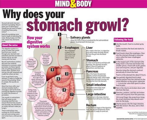 Why does your stomach growl!? - Imgur