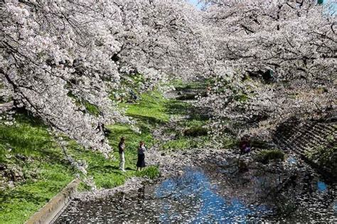 Cherry Blossom Reports Tokyo Petals Starting To Fall