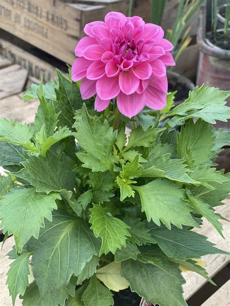 Dahlia - Plant Of The Week - Gordon Rigg