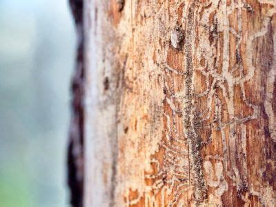 Tree Borer Insects - How To Identify Tree Borers