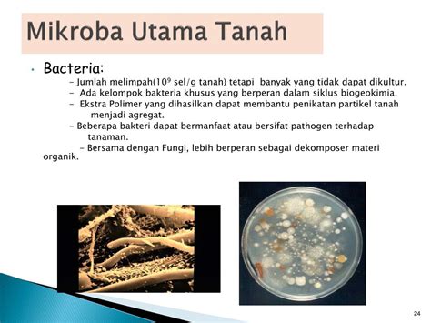 Ppt Mikrobiologi Tanah Powerpoint Presentation Free Download Id