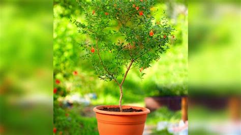 How To Grow A Pomegranate Tree From Seed Nickole Macklin