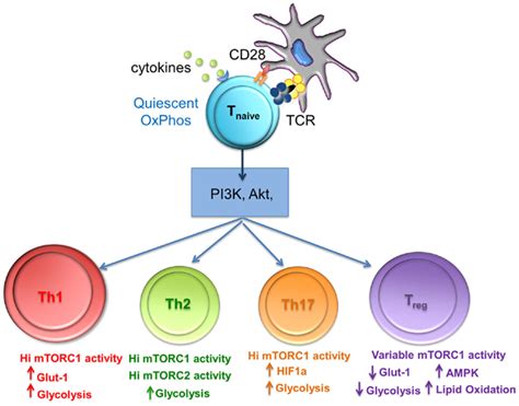 Frontiers Metabolic Regulation Of Regulatory T Cell Development And