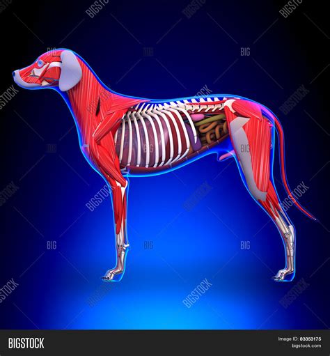 Dog Internal Organs Image & Photo (Free Trial) | Bigstock