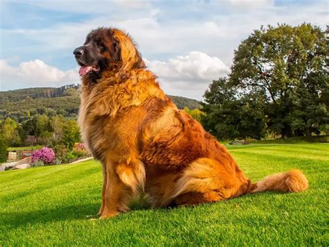 Todo Lo Que Necesitas Saber Sobre La Raza De Perros Leonberger La Web