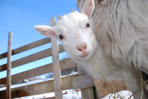 How to Keep Baby Goats Warm In Winter Without Electricity