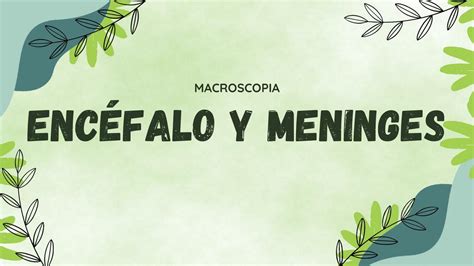 Encéfalo y meninges Daniela Espinosa uDocz