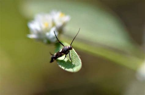 #insect #ameek'sphotography #microphotography | Micro photography, Insects, Pets