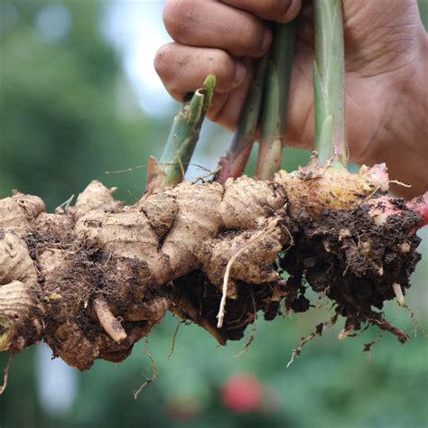 Edible Ginger Root Plant