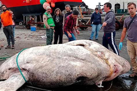 GISMETEO: Record Heavy Bone Fish Discovered Near Azores - Animals ...