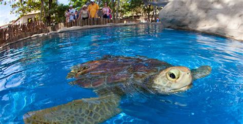 Projeto Tamar Oceanário de Aracaju Atalaia Aracaju State of