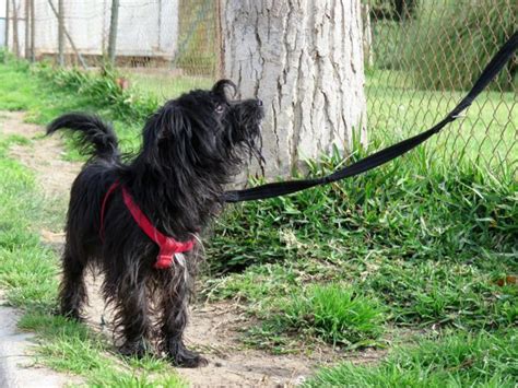 Yaco Perro Adopci N Cruce Perro De Agua Espa Ol Perrera De Los Barrios